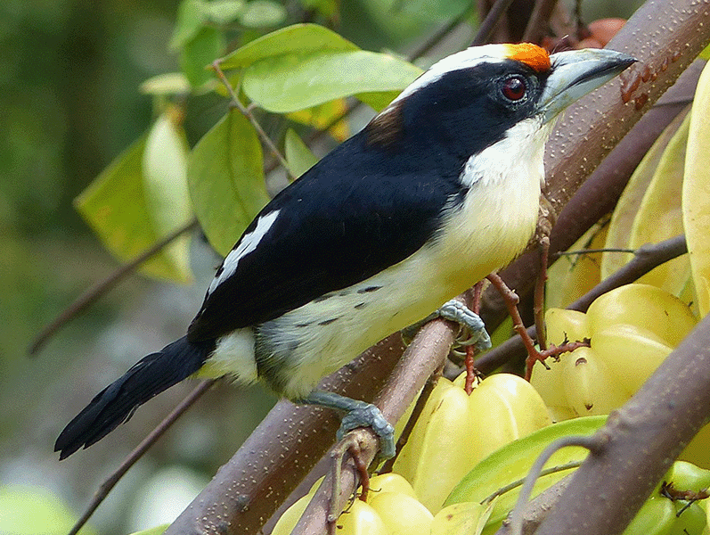 Orange-fronted BArbet, Capito squamatus, Torino Frentirrojo