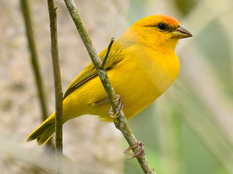 Orange-fronted Yellow-finch, Sicalis columbiana, Canario Ribereño