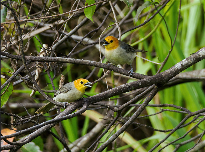 Orange-headed Tanager, Thlypopsis (sordida) chrysopis, Zarcerito Cabeciamarillo