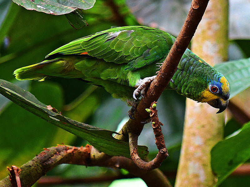 Orange-winged Amazon, Amazona amazonica, Lora Amazónica