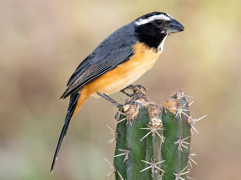 Orinocan Saltator, Saltator orenocensis Saltador Cejiblanco