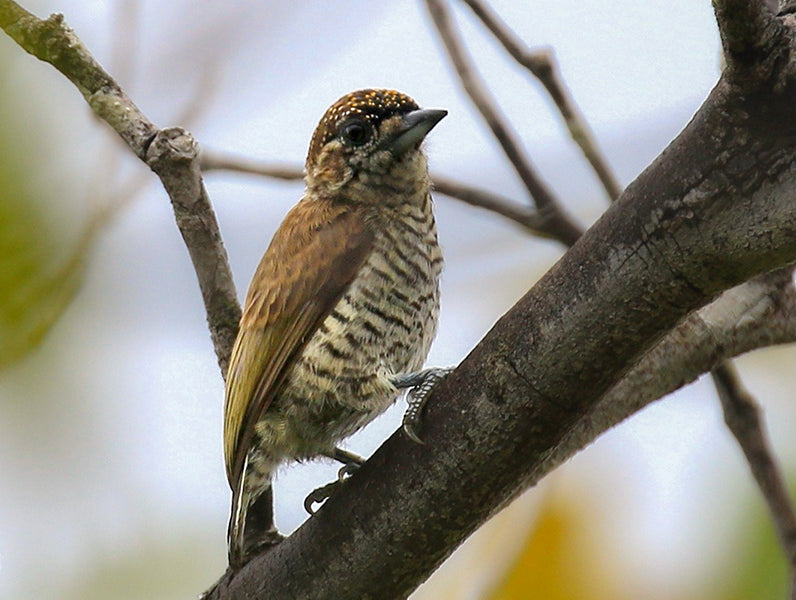Orinoco Piculet, Picumnus pumilus, Carpinterito del Orinoco