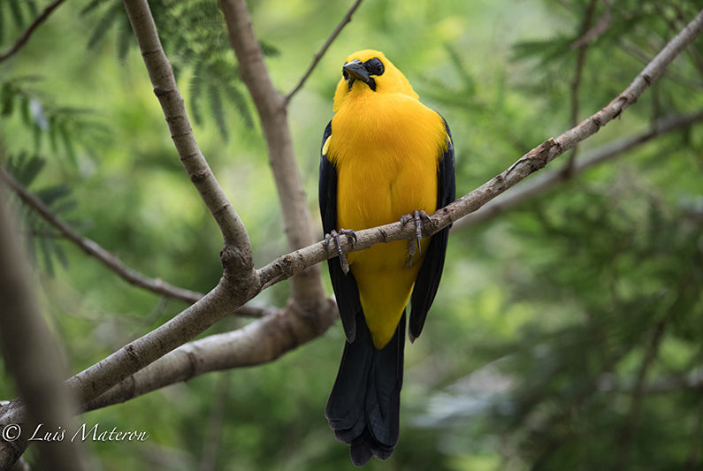 Oriole Blackbird