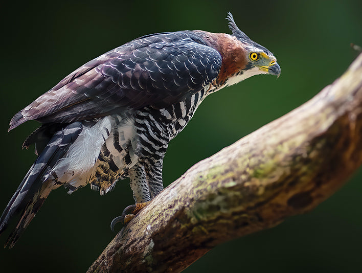 Ornate Hawk-eagle, Spizaetus ornatus, Aguila Coronada