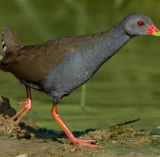 Paint-billed Crake, Mustelirallus erythrops, Pollluela Piquirroja
