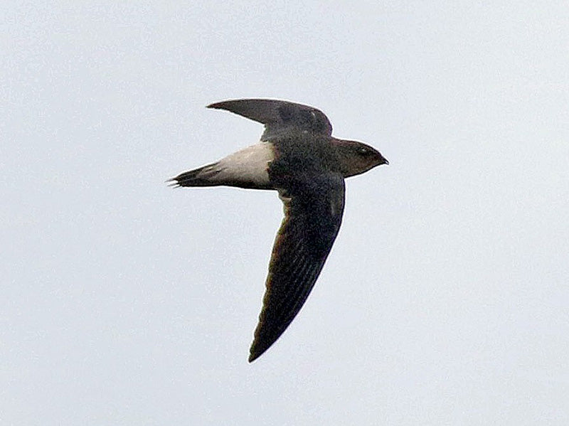 Pale-rumped Swift, Chaetura egregia, Vencejo Rabipalido