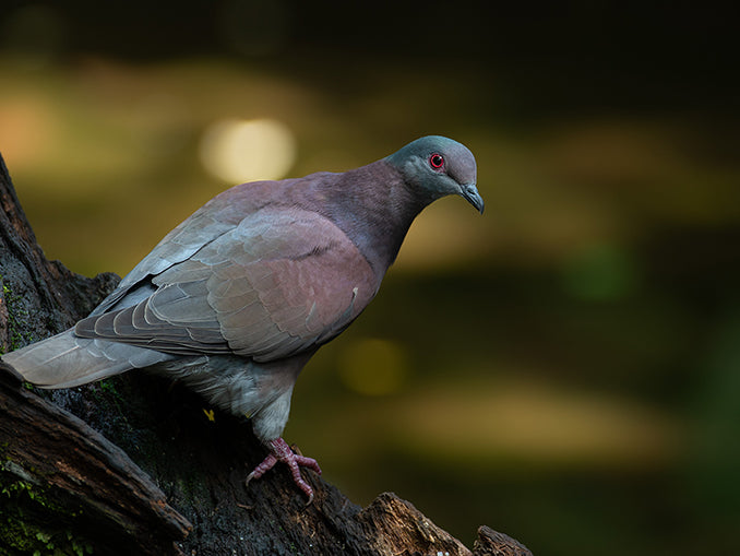 Pale-vented pigeon, Paloma Morada, Patagioenas cayennensis