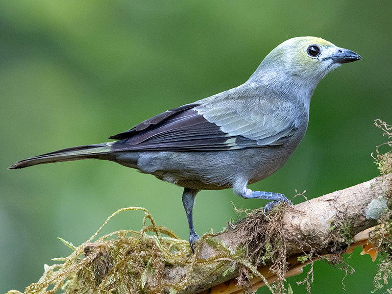 Palm Tanager, Thrauis palmarum, Azulejo Palmero