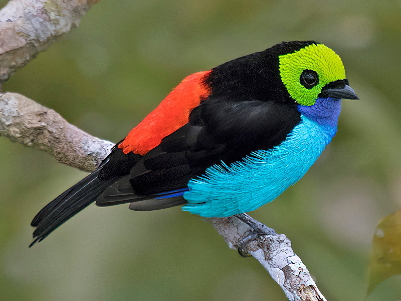 Paradise Tanager, Tangara chilensis,Tangará Sietecolores