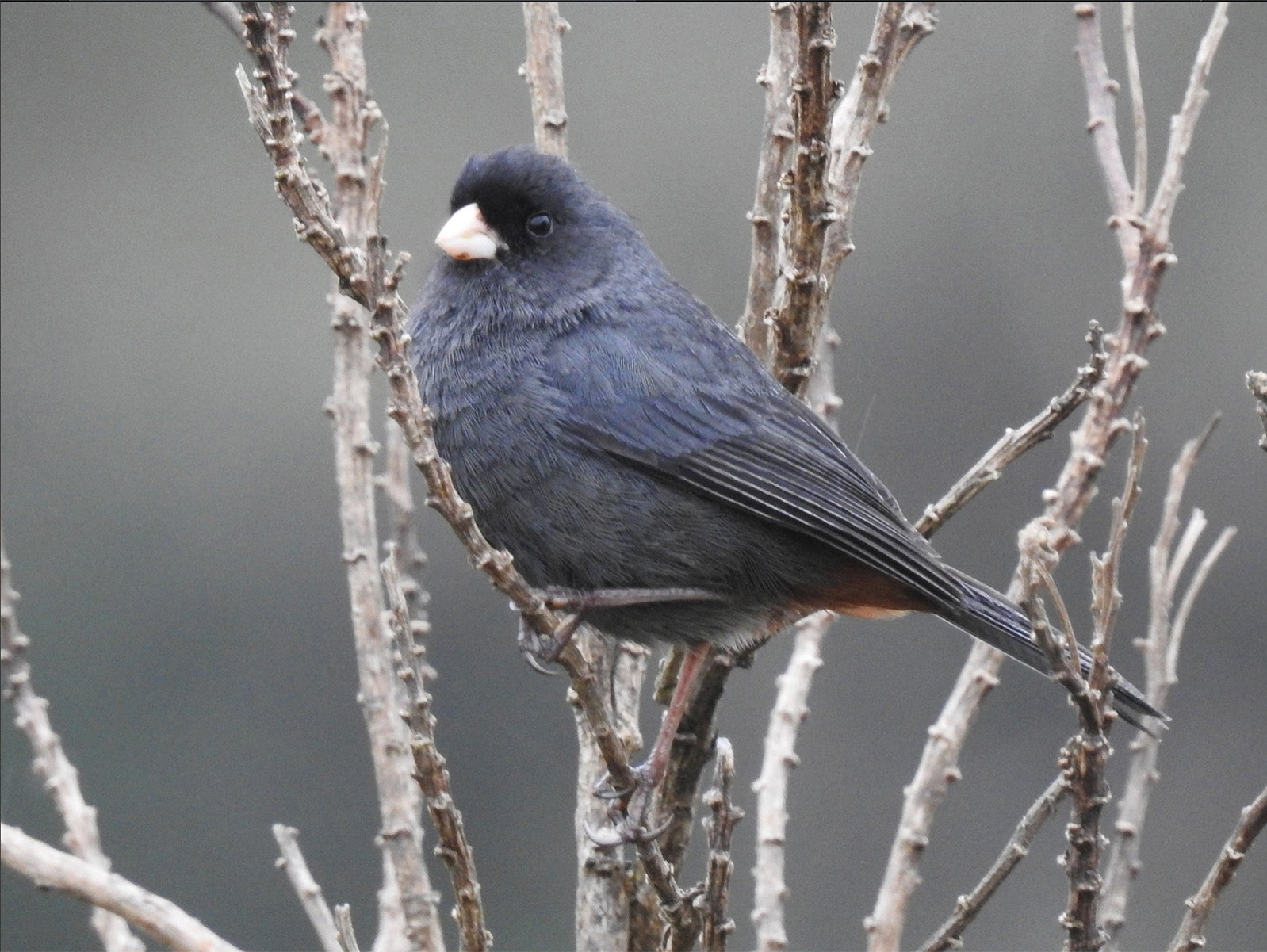 Paramo Seedeater, Catamenia (homochroa) homochroa, Semillero de Páramo