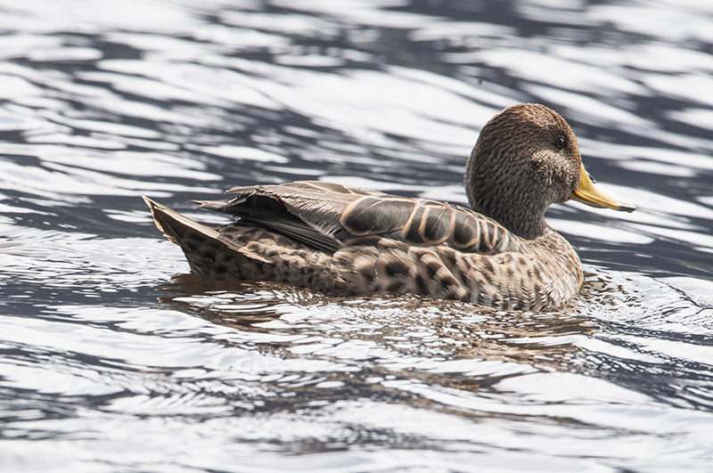 Pato piquidorado, yellow-billed pintail