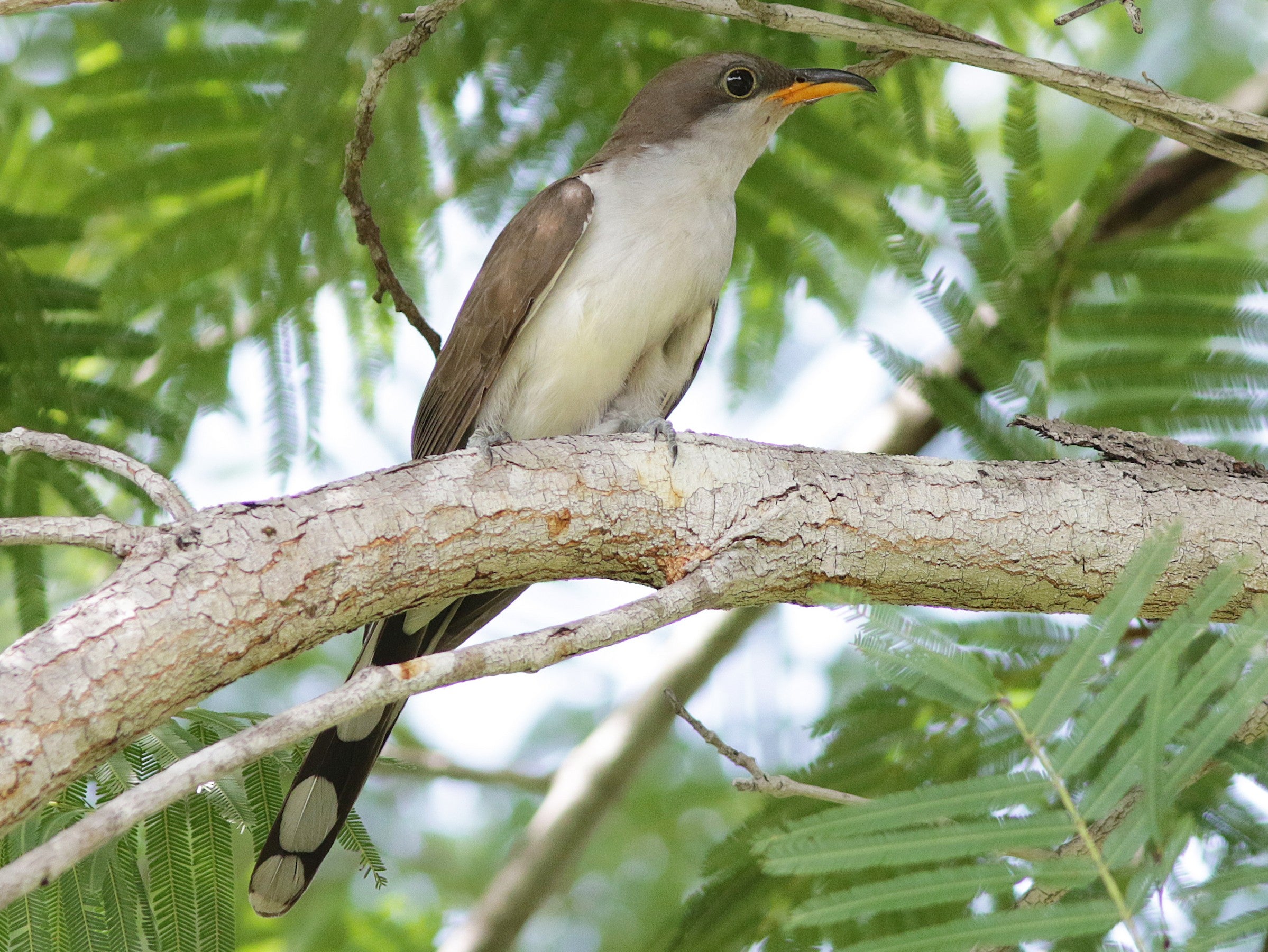 Pearly-breasted Cuckoo, Coccyzus euleri, Cuco Buchiblanco