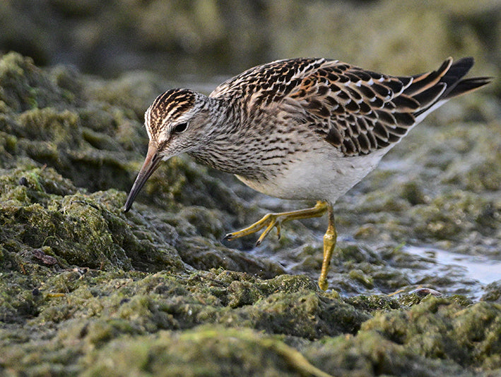 Pectoral Sandpiper, Calidris melanotos, Playero Pectoral