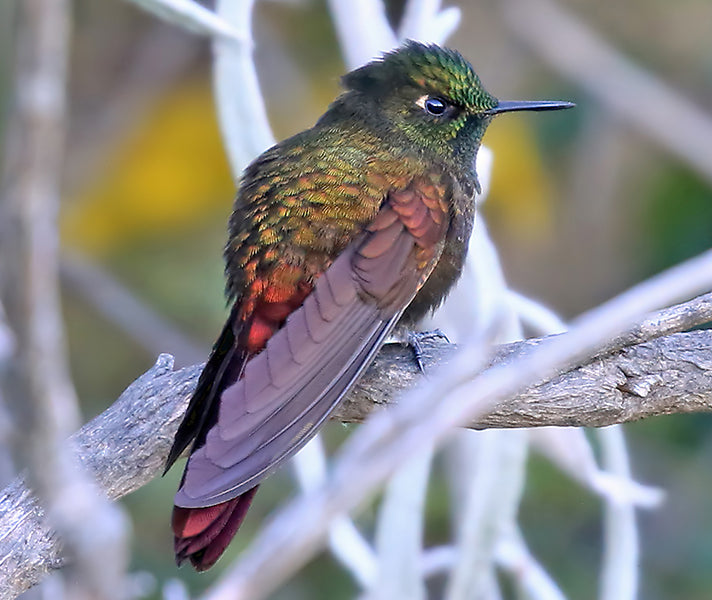 Metallura iracunda, Metalura de Perijá, Perija Metaltail