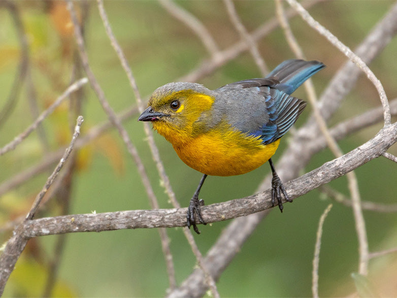 Perija mountain-tanager, Anisognathus (lacrymosus) pallididorsalis, Tangará del Perijá