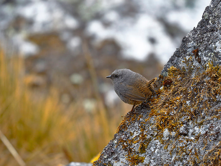 tapaculos, perija tapaculo, passeriformes, rhinocryptidae