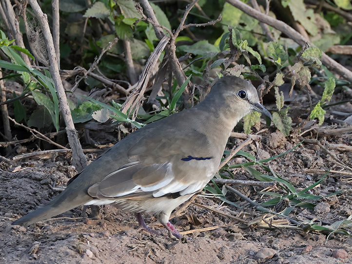 Picui Ground-dove, Columbina picui, Tortolita Alinegra