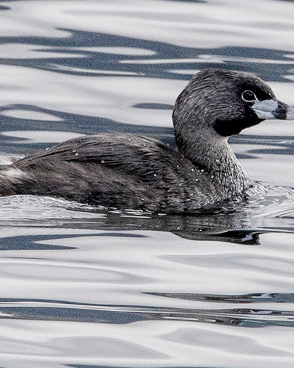 Pied-billed Grebe, Zambullidor Piquigrueso, Podilymbus podiceps