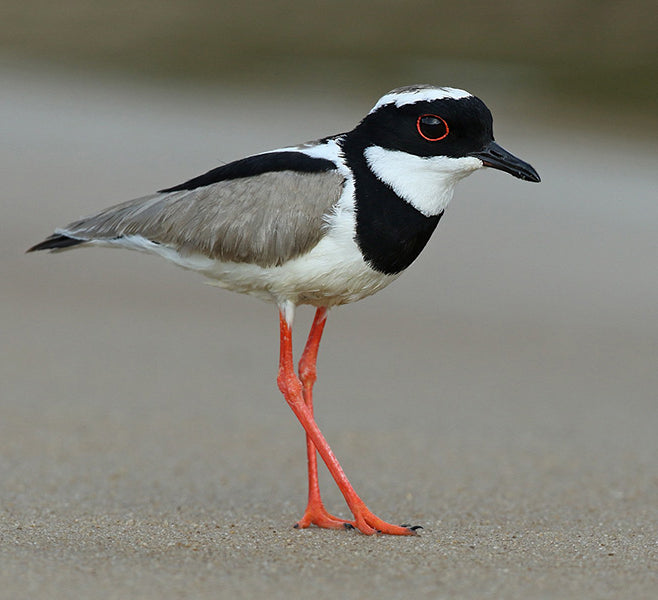 Pied Lapwing, Hoploxypterus cayanus, Spanish Name: Pellar playero