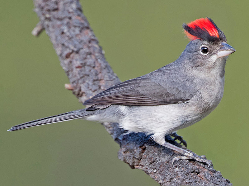 Pileated-finch, Coryphospingus pileatus, Cardonero Coronirrojo