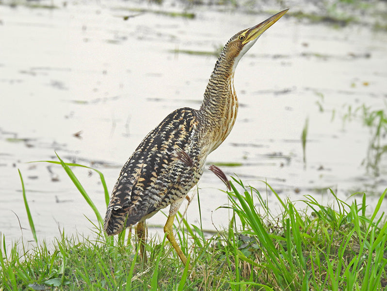 Pinnated- Bittern, Botaurus pinnatus, Avetoro