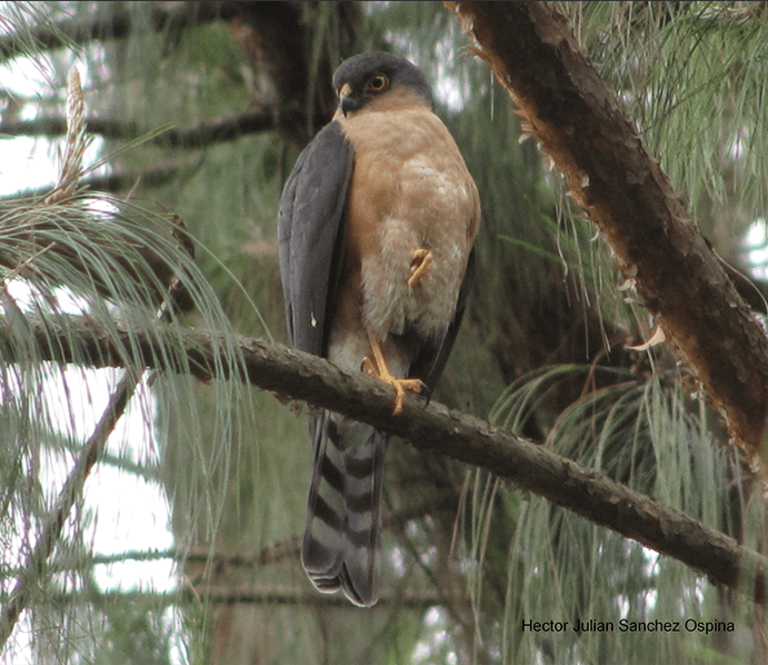 Plain-breasted Hawk, Accipiter (striatus) ventralis, Azor