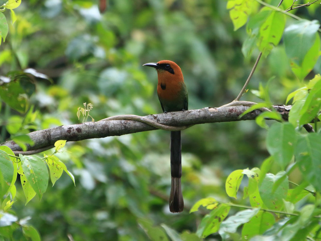 Plain-tailed Motmot, Electron-platyrhynchum pyrrholaemum, Barranquero Piquigrueso