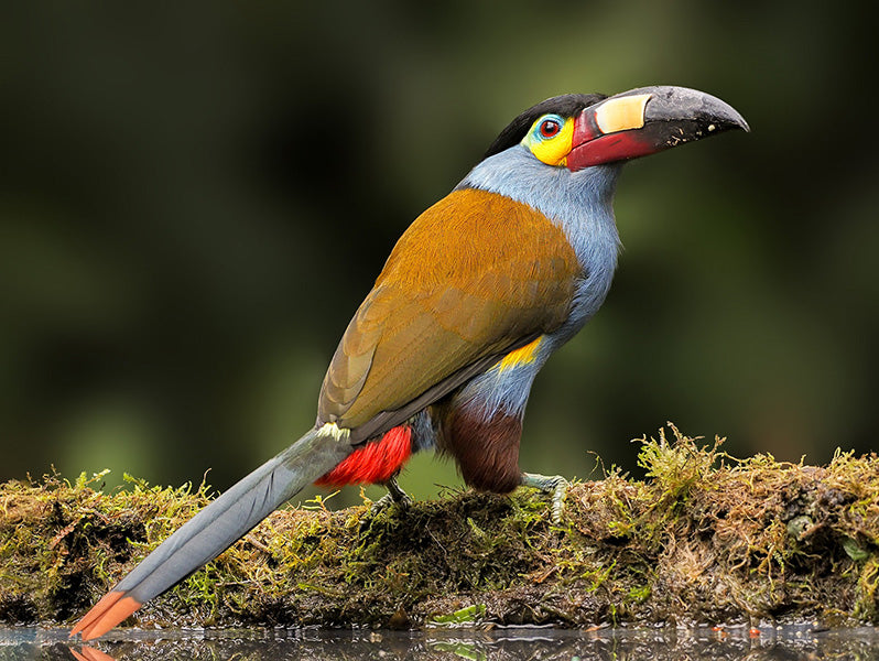 Plate-billed Mountain-toucan, Andigena laminirostris, Terlaque de Nariño