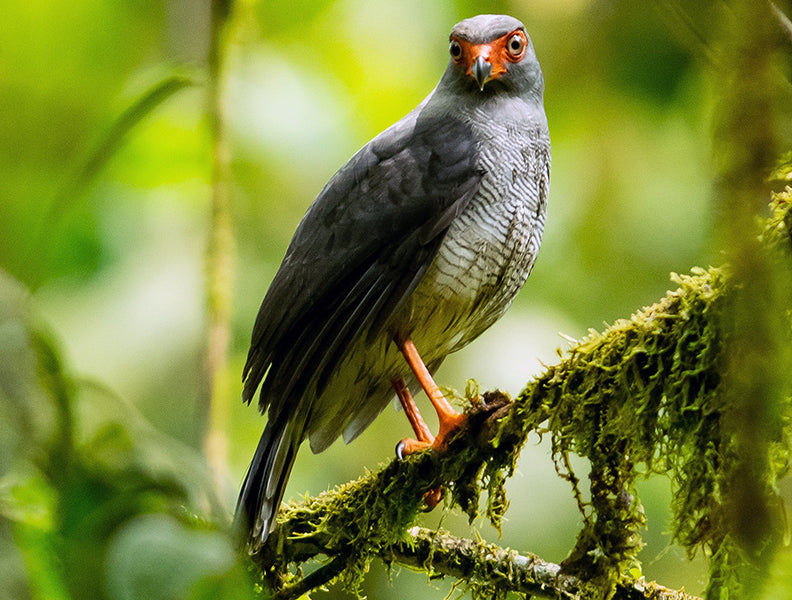 Plumbeous Forest-falcon, Micrastur plumbeus, Halcón