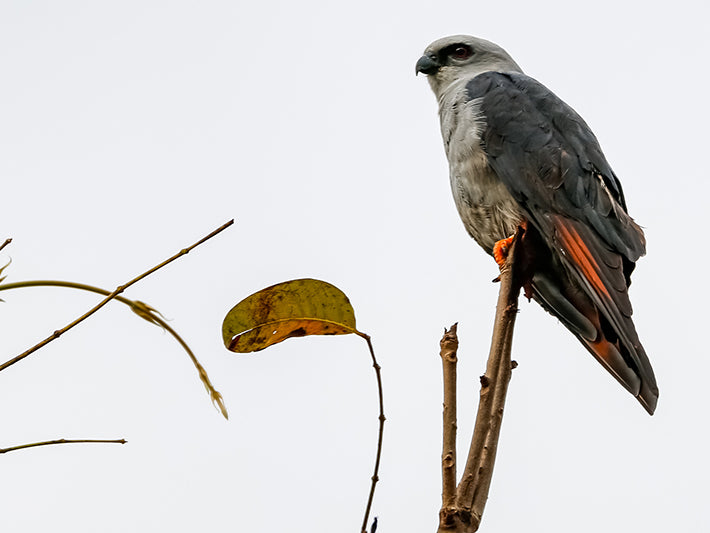 Plumbeous Kite, Ictinia plumbea, Aguililla Plomiza
