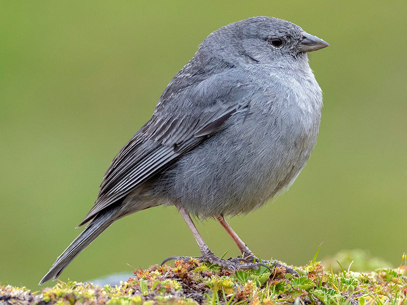 Plumbeous Sierra-finch, Geospizopsis unicolor, Gorrión Paramuno
