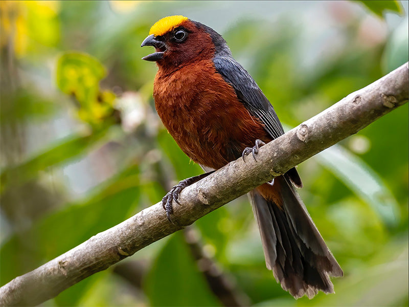 Plushcap, Catamblyrhynchus diadema, Gorrión Afelpado