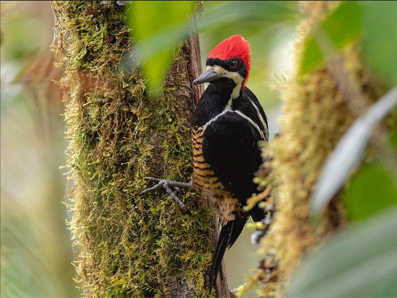 Powerful Woodpecker, Campephilus pollens, Carpintero Gigante