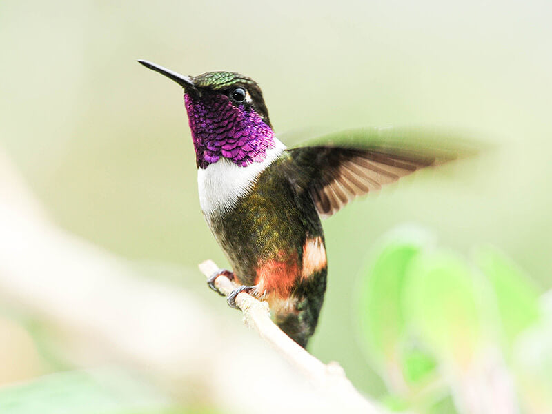 Philodice mitchellii, Rumbito Pechiblanco, Purple-throated Woodstar