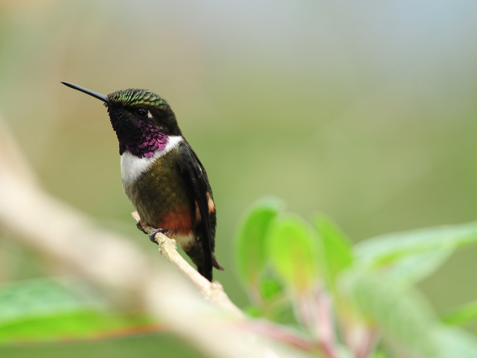 Philodice mitchellii, Rumbito Pechiblanco, Purple-throated Woodstar