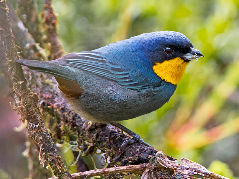 Purplish-mantled Tanager, Iridosornis porphyrocephalus, Musguerito Gargantilla