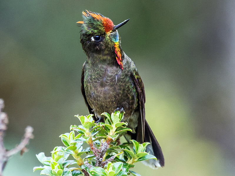 Rainbow-bearded Thornbill, Chalcostigma herrani, Picoespina Arcoiris