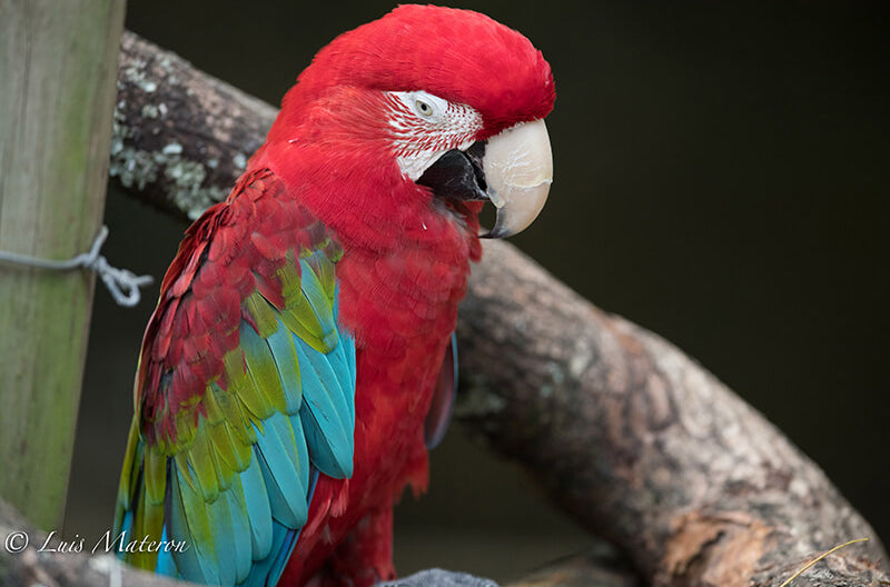Red and Green Macaw, Ara chloropterus,Guacamaya Rojiverde
