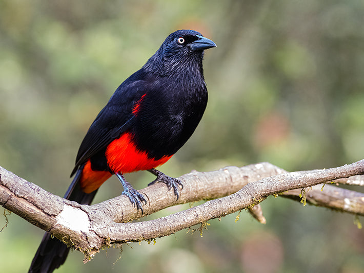Hypopyrrhus pyrohypogaster, Cacique Candela, Red-bellied Grackle