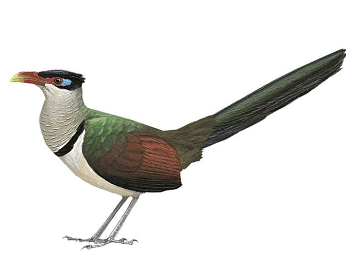 Red-billed Ground-cuckoo, Neomorphus pucheranii, Cuco-terrestre piquirrojo