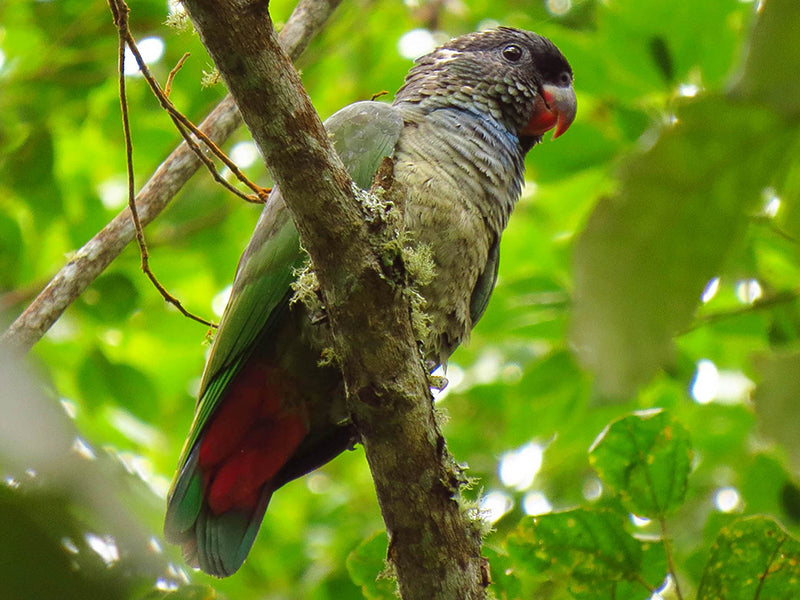Red-billed Parrot, Pionus sordidus, Cotorra Piquirroja