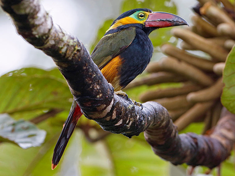 Red-billed Toucanet (Golden-collared Toucanet), Selenidera reinwardtii, Pichilingo Aserrador