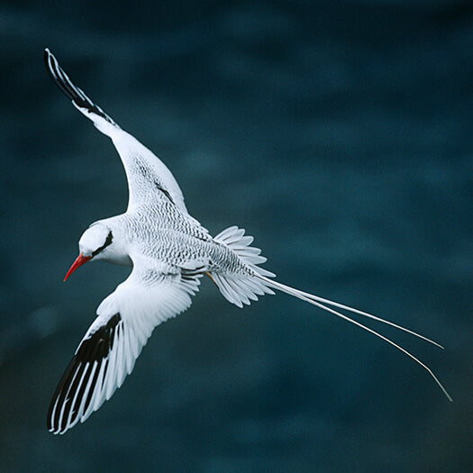 Red-billed Tropicbird, Phaethon aethereus, Rabijunco Dorsibarrado