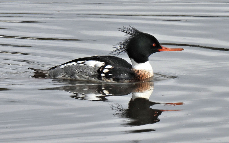 mergus serrator, red breasted merganser