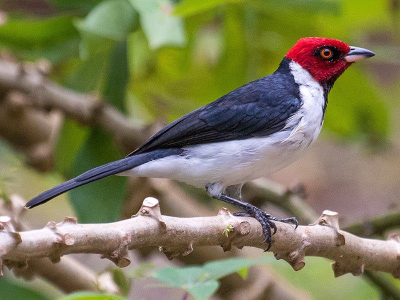 Red-capped Cardinal, Paroaria gularis, Cardenal Pantanero
