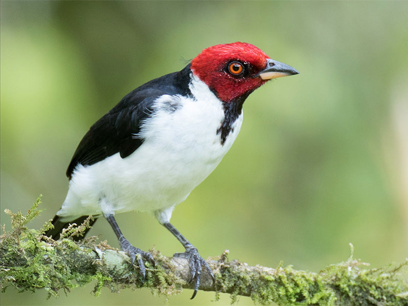 Red-capped Cardinal, Paroaria (gularis) gularis, Cardenal Pantanero