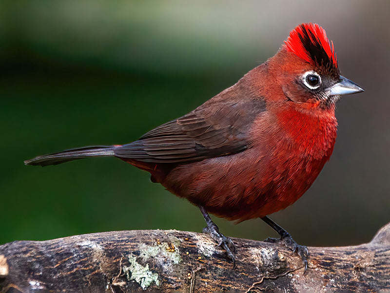Red-crested Finch, Coryphospingus cucullatus, Soldadito Crestirrojo