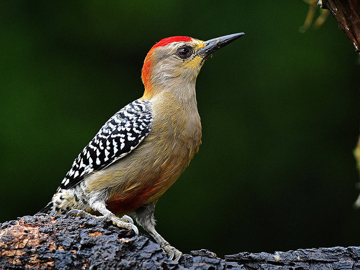 Red-crowned Woodpecker, Melanerpes rubricapillus, Carpintero Habado