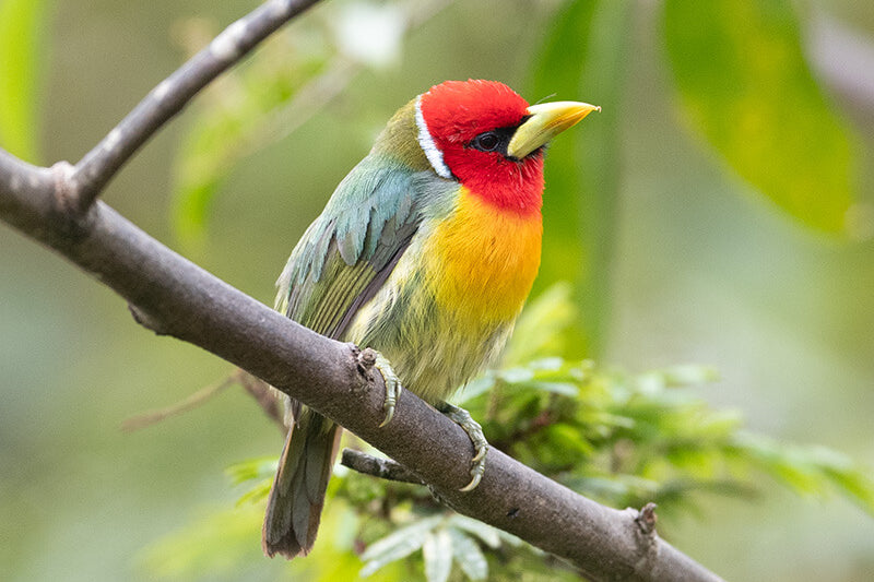 Red-headed Barbet, Eubucco bourcierii, Torito Cabecirufo