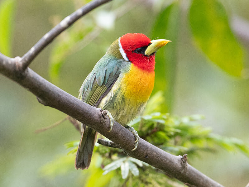 Red-headed Barbet, Eubucco bourcierii, Torito Cabecirufo